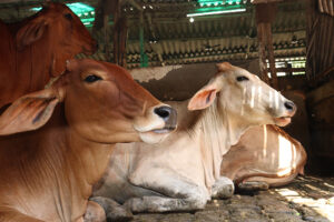 Gau Seva (2)